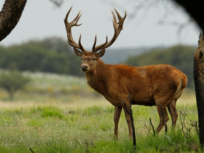 ciervo colorado