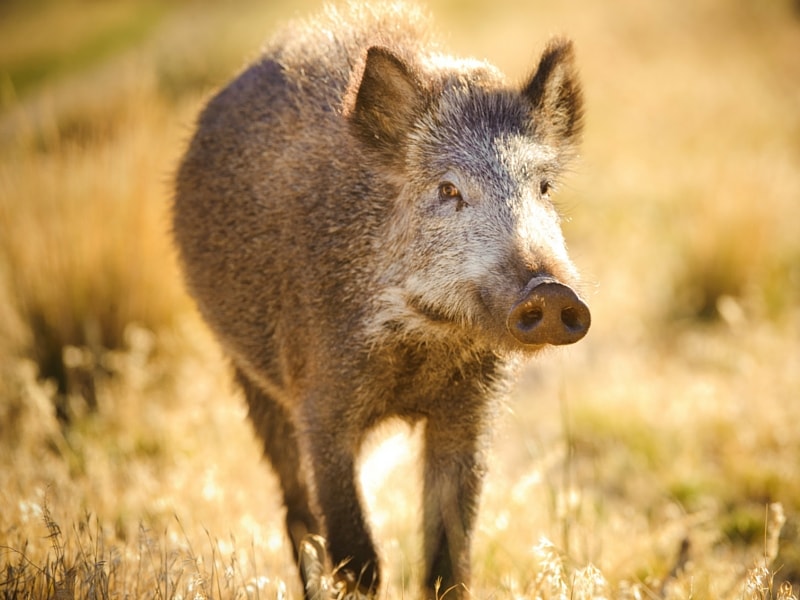 jabali