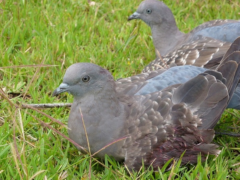 palomas